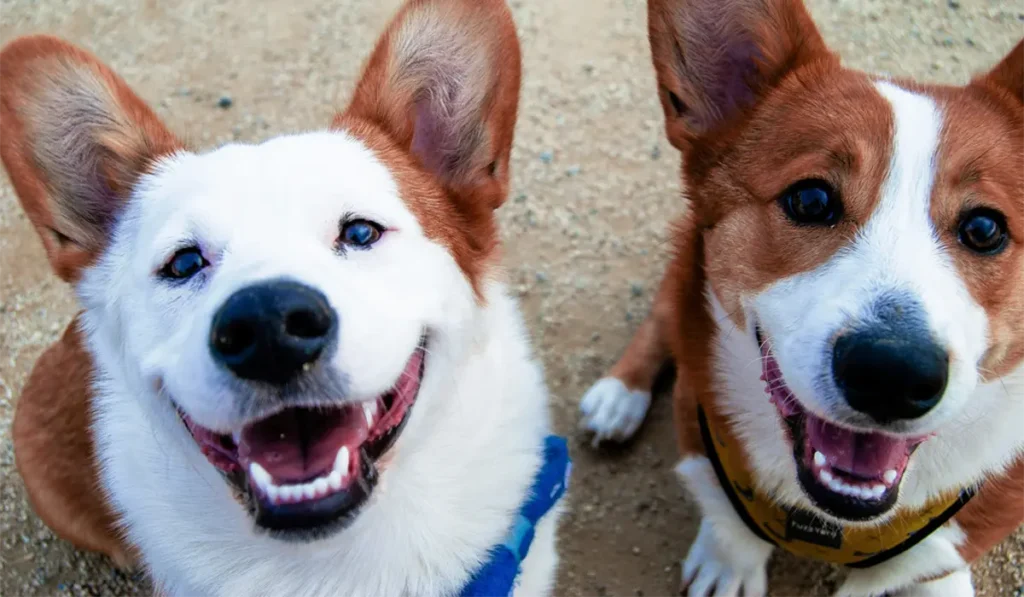 National Puppy Day 2025 10 Adorable Ways to Make Your Pup Feel Special
