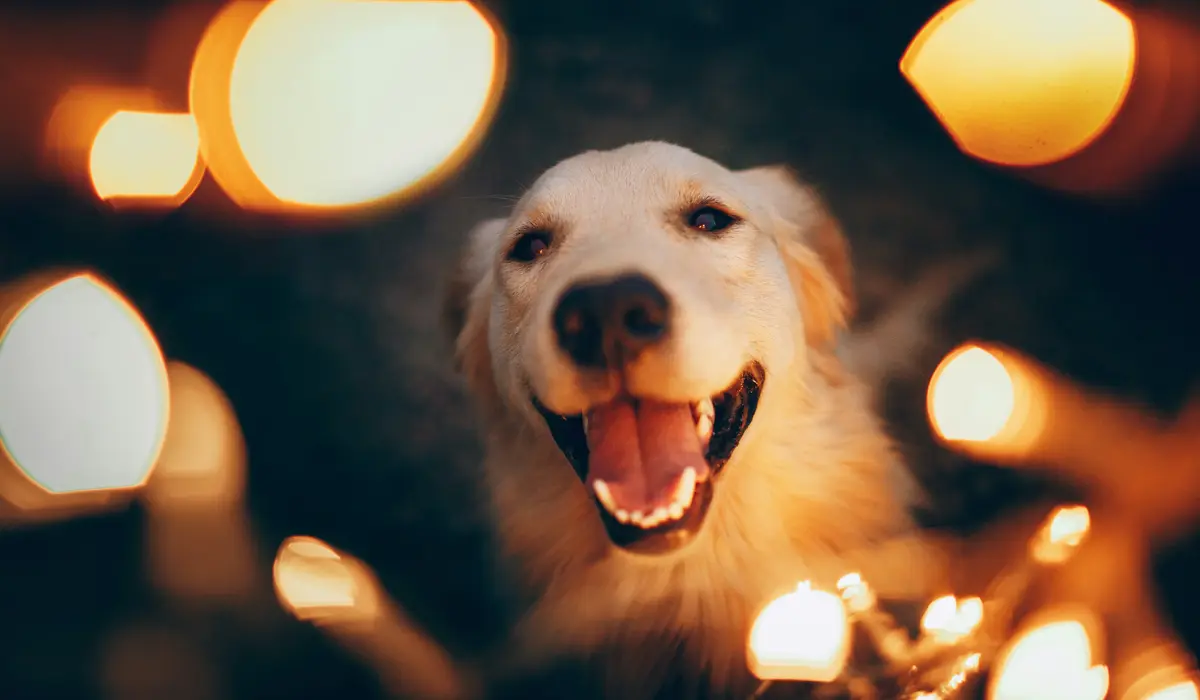 Easter Names For Pets