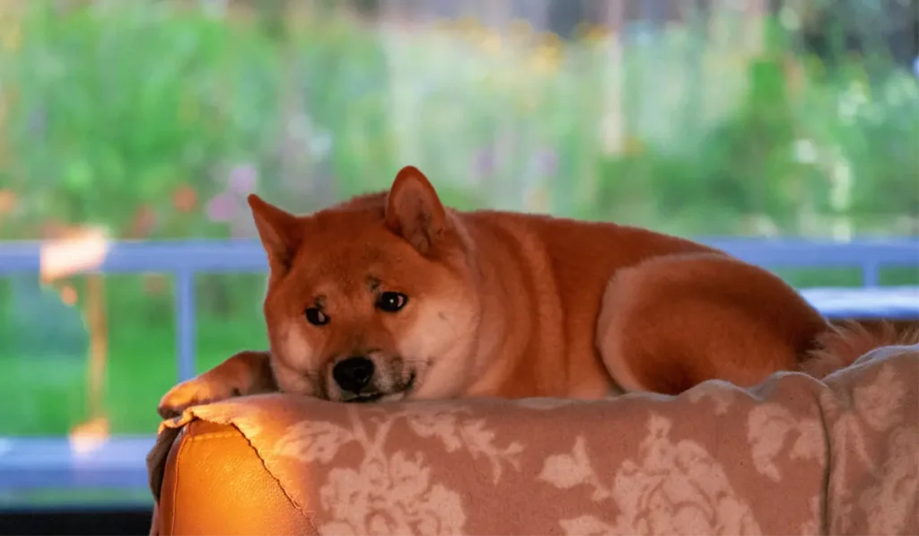 Is Your Dog Bored How to Spot the Signs and What You Can Do About It