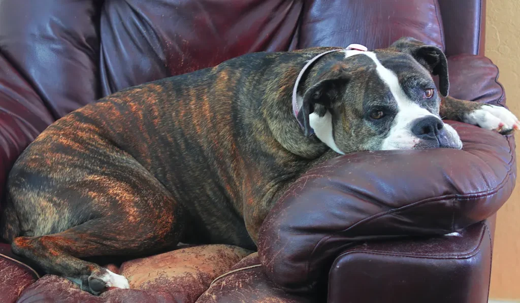 Is Your Dog Bored How to Spot the Signs and What You Can Do About It