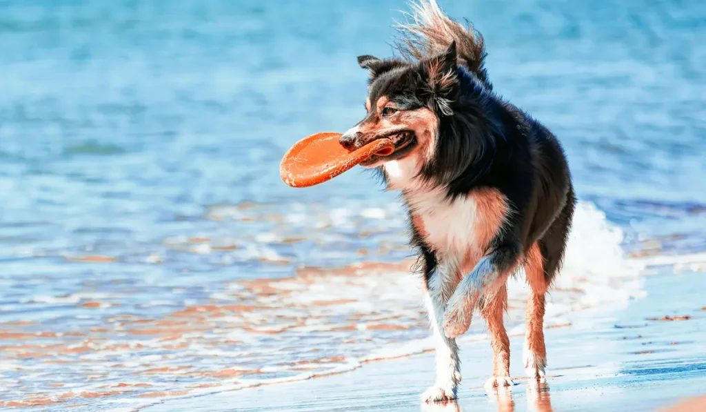 Is Your Dog Bored How to Spot the Signs and What You Can Do About It