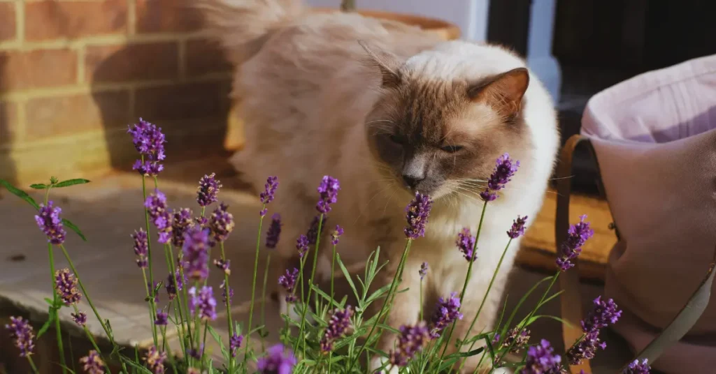 8 Home Plants That Can Secretly Harm Your Pets 8 Home Plants That Can Secretly Harm Your Pets
