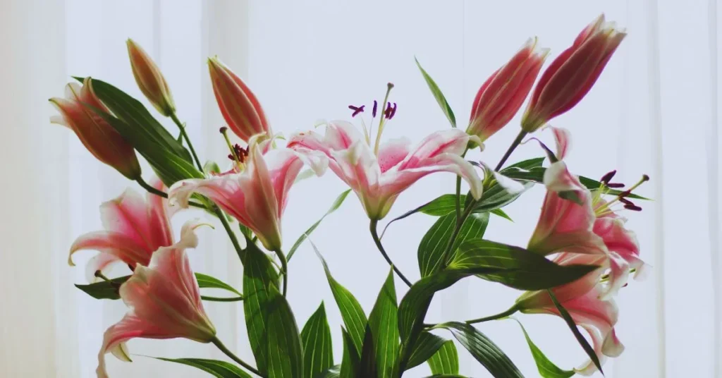 8 Home Plants That Can Secretly Harm Your Pets Home Plants That Can Secretly Harm Your Pets